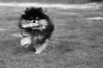 playing Pomeranian