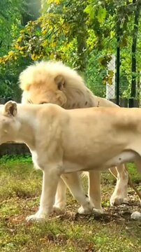 Lion and hus lioness