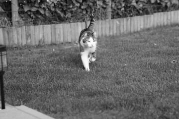 a cat in the garden