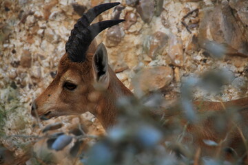 antelope in the zoo