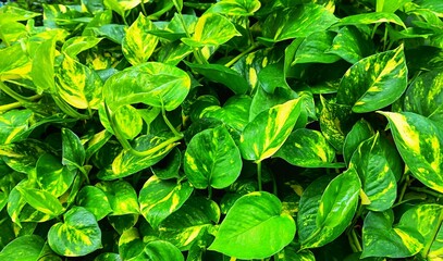 Fresh Epipremnum aureum leaves also known as golden pothos, Ceylon creeper, hunter's robe, ivy arum, silver vine, Solomon Islands ivy, taro and money plant. © Christina Patricya