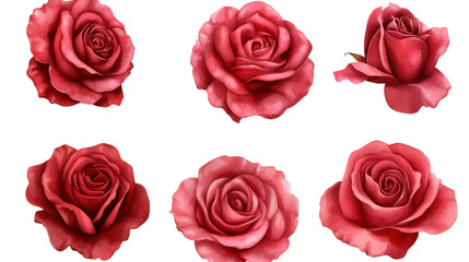 set of red rose flowers watercolor on white background