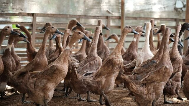 A large flock of ducks gathers in a sunlit farm pen, surrounded by fencing and earthy ground, suggesting a free range setup.