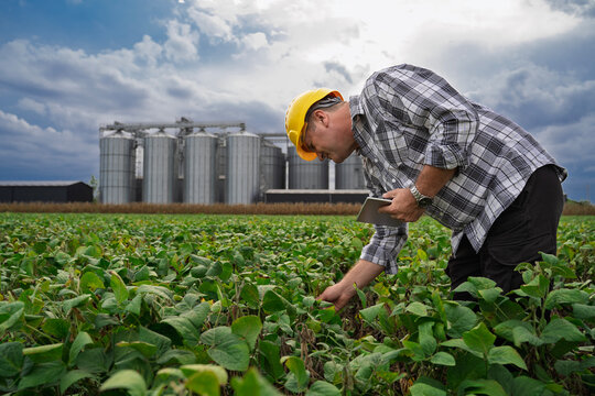 Man agricultural expert with tablet on soy bean field looking at plants and entering data in digital tablet, silos in the back 