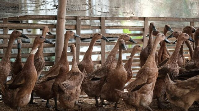 A large flock of ducks gathers in a sunlit farm pen, surrounded by fencing and earthy ground, suggesting a free range setup.