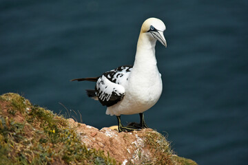 Gannet bird Bempton Cliffs North Sea