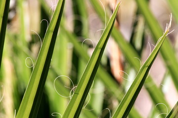 close up of green grass