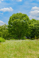 初夏の青空と白い花が咲く緑の野原