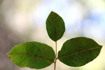 Obraz premium fresh green leaves