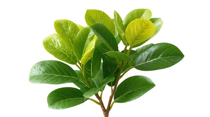 Fototapeta premium Lush green leaves from a beautiful houseplant, perfect for adding a touch of nature to any space with a white isolated background.