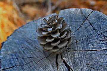 pine cone on wood