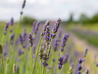Field of lavender flowers with a blue sky in the background