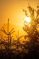 Silhouette of trees and foliage against a vibrant golden sunrise, creating a serene atmosphere with...