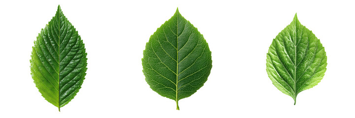 Obraz premium Examining green leaves nature study botanical research close up on transparent background
