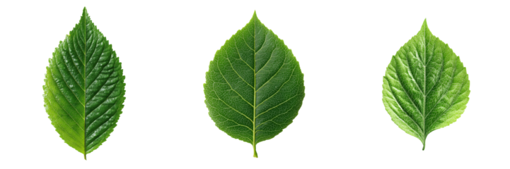 Examining green leaves nature study botanical research close up on transparent background