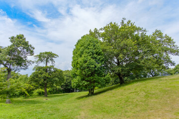 初夏の丘に立つ緑の木々と草地の広がり