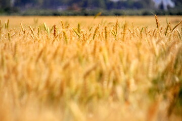 golden wheat field in summer