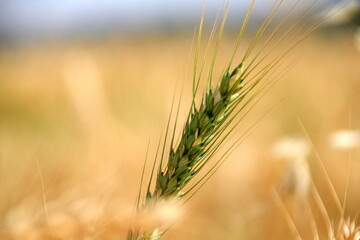 field of wheat