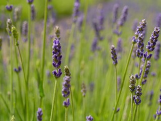 Field of purple lavender flowers