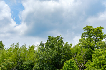 曇り空と夏の緑が広がる森林風景
