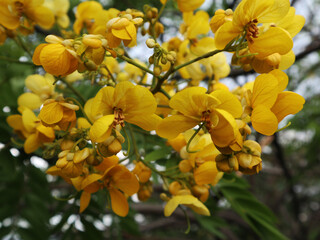 Golden Senna Acacia, also known as Senna polyphylla, is a popular houseplant for its bright yellow...
