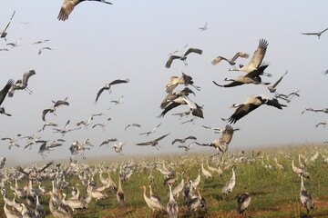 flock of seagulls