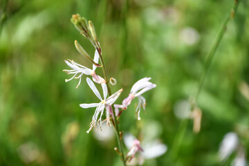 ガウラ（ヤマモモソウ） White Gaura