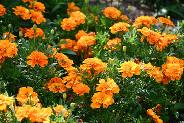 マリーゴールド「サファリ・タンジェリン」