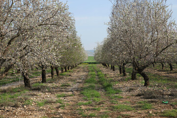 cherry tree in spring