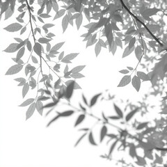 Obraz premium shadow overlay effect. Gray shadow of leaves isolated on white background. Plant foliage leaf shadow light effect. Mockup Blurred tree branch shadow. Ideal for summer spring design elements PNG
