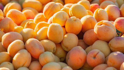 Golden apricots on street shop display in sunlight, fresh seasonal fruit for sale at local market