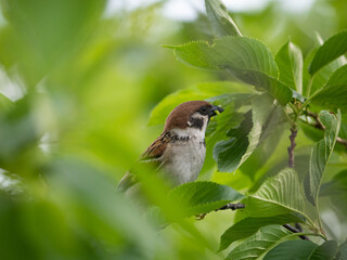 葉っぱの中のスズメ