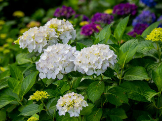 たくさんの紫陽花