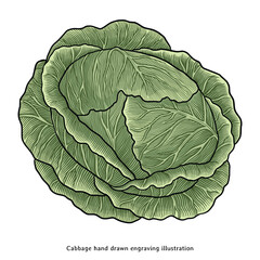 Vintage Cabbage Illustration – Hand Drawn Botanical Vegetable Clipart