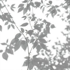 Fototapeta premium shadow overlay effect. Gray shadow of leaves isolated on white background. Plant foliage leaf shadow light effect. Mockup Blurred tree branch shadow. Ideal for summer spring design elements PNG