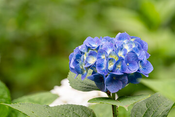 初夏に咲く青い紫陽花のクローズアップ