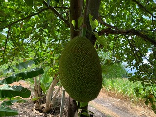 Fresh Jackfruit on the Green Tree