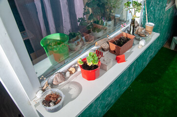 Window sill with a variety of potted plants and a green plastic bucket. The plants are arranged in different sizes and colors, creating a lively and colorful scene. The bucket is filled with soil