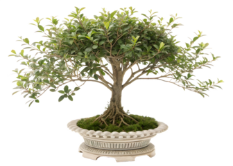  tree shrub garden decoration isolated on white background png,  ai  generated