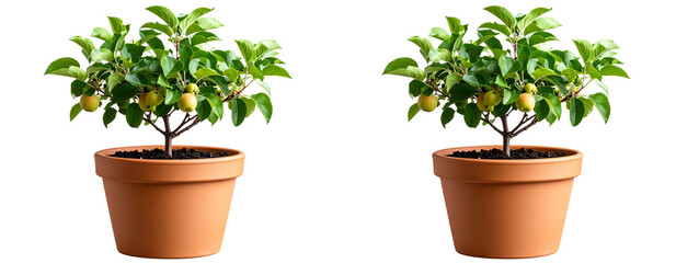 Young apple tree with green leaves in terracotta pot, isolated on transparent background PNG