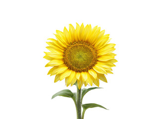 Vibrant single sunflower isolated on black background, Isolated On White, Png Transparent