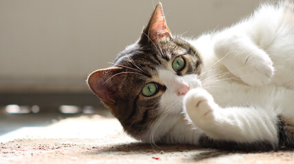 Surprised Cat