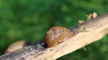 Slug on Leaf