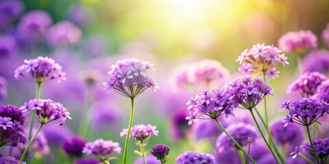 Delicate purple flowers blooming in a garden