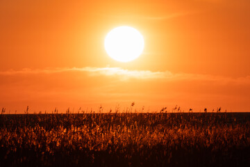 Golden sunset in Estonia: a large bright sun sets over the horizon above a field of reeds.