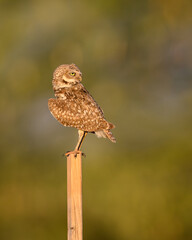 Raptor on a perch. A burrowing Owl surveys it surrounding in the Sonoran Desert. 