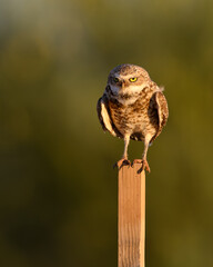 An Owl on a stick, Burrowing Owl about to take off. 