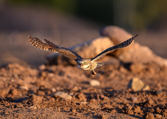 A little owl in flight, A burrowing Owl. 