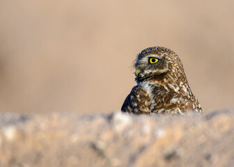 An Owl observing its surroundings, A Burrowing Owl. 
