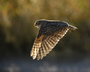 Owl in flight, A Burrowing Owl. 